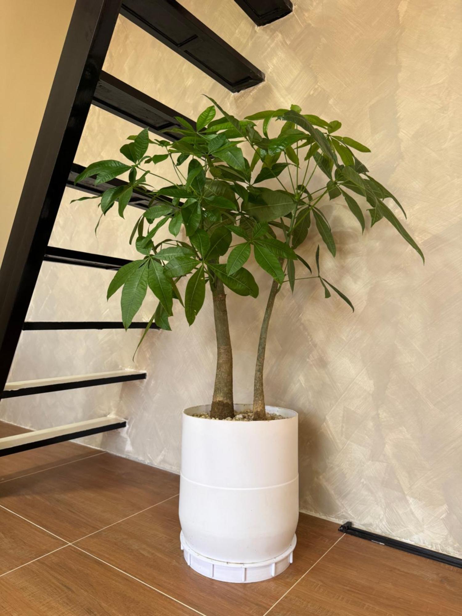 فندق Hardin De Marbella إل نيدو المظهر الخارجي الصورة